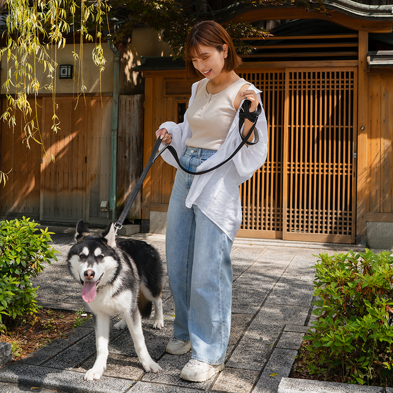 Pet Leashes & Collars